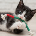 Cat Chew Toy With Silvervine Balls And Cotton Rope For Dental Care - Image 1