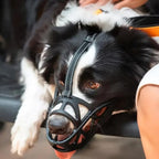 Dogora Gentle Dog Muzzle For Everyday Calm Control - Image 3