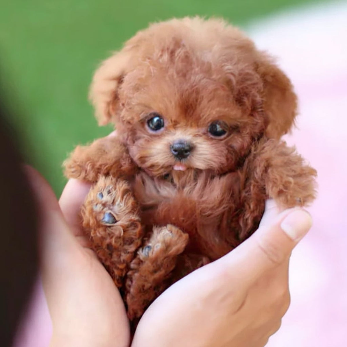 Interactive Robotic Puppy Lifelike Companion Toy With Touch And Voice Response - Image 3