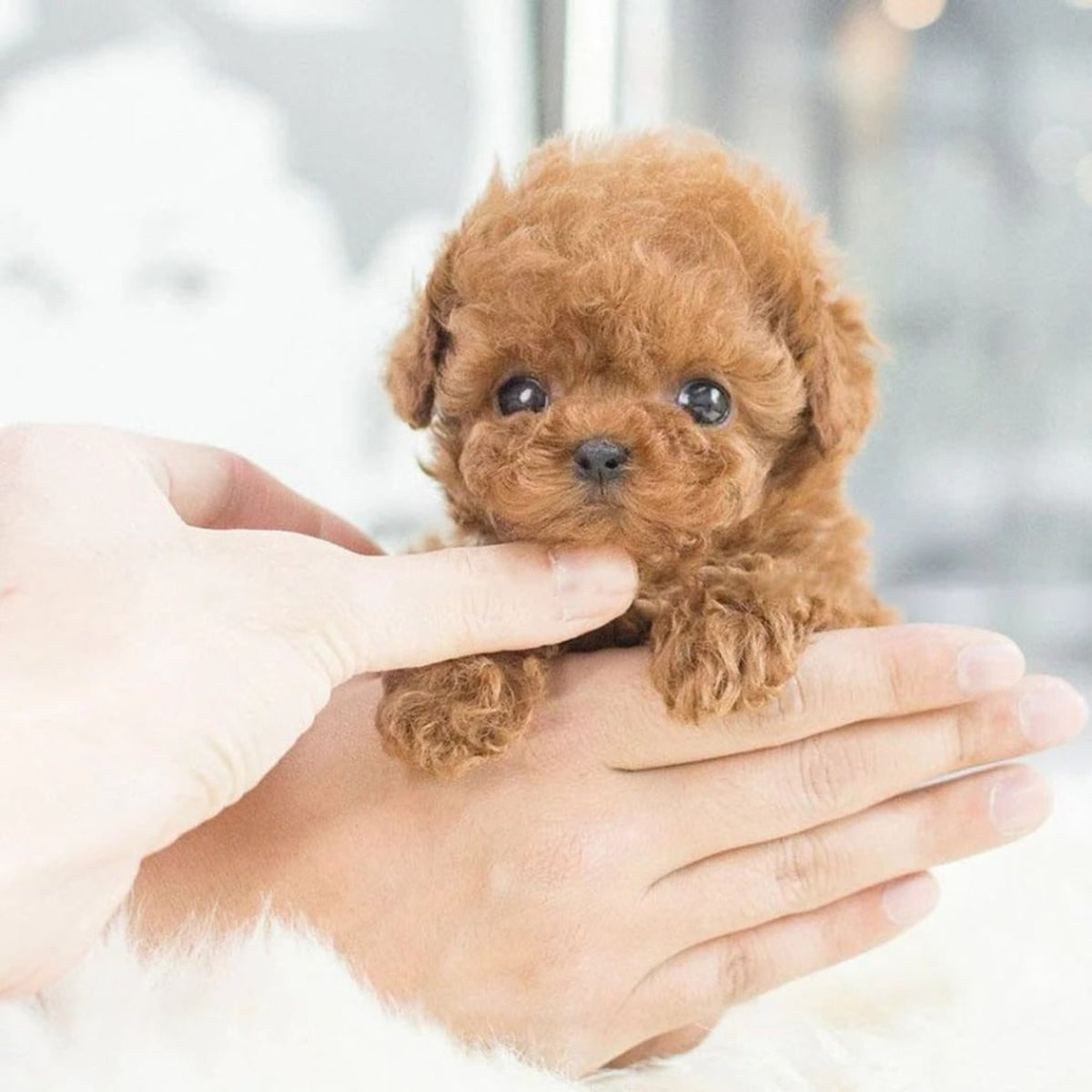 Interactive Robotic Puppy Lifelike Companion Toy With Touch And Voice Response - Image 4