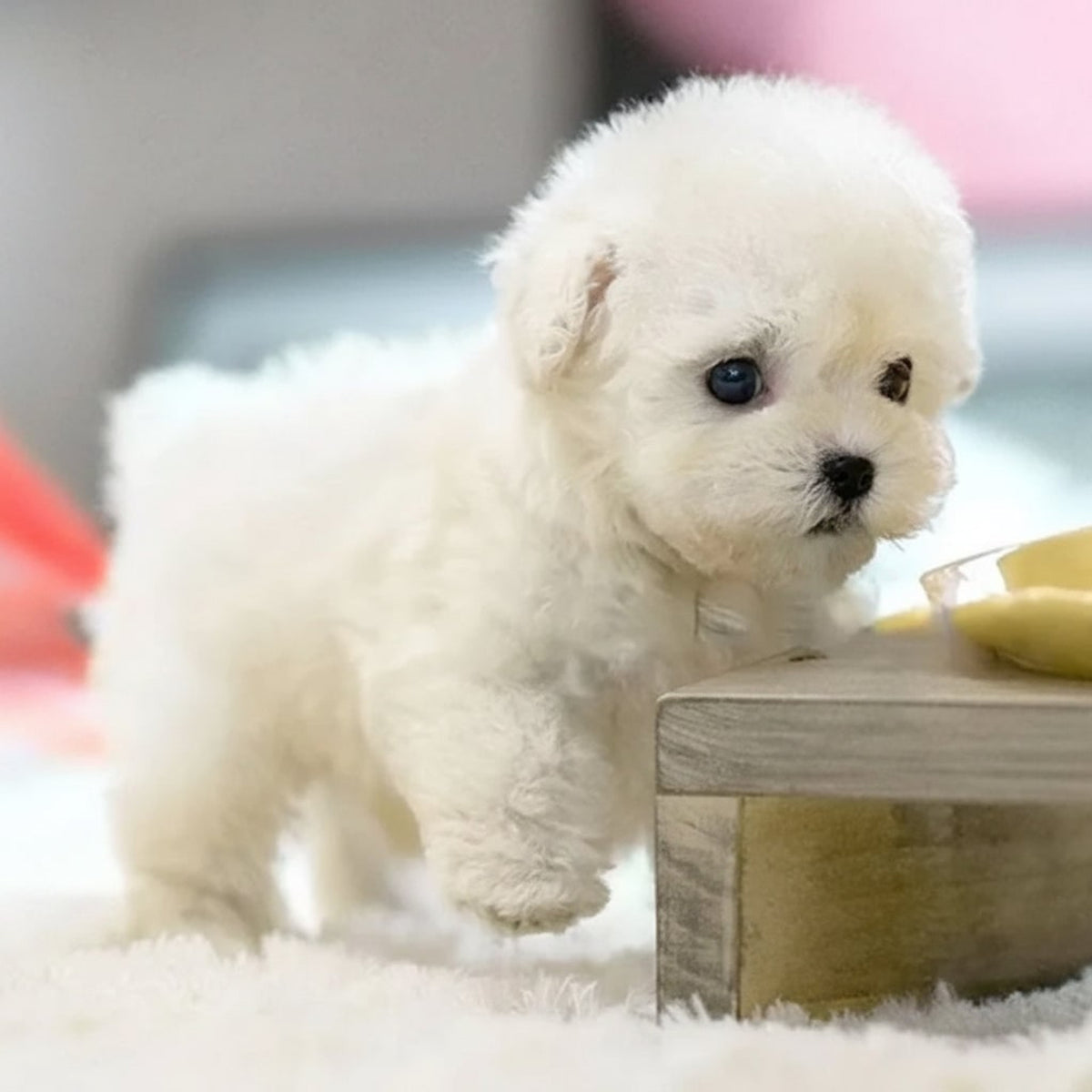 Interactive Robotic Puppy Lifelike Companion Toy With Touch And Voice Response - Image 2