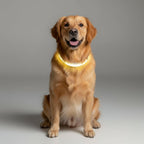 LED Dog Leash With USB Rechargeable Battery And Reflective Stitching - Image 3