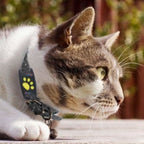 Meownav GPS Cat Tracker For Real-Time Location Monitoring - Image 4