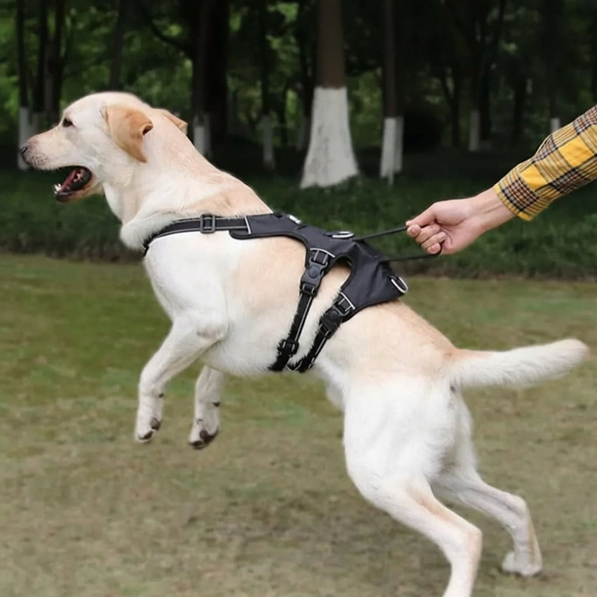 Nopull Dog Harness With Reflective Strips Escape-Proof For Safe Walks - Image 4