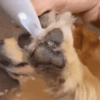 Silent Pet Trimmer For Dogs And Cats Quiet Hair Clipper For Sensitive Areas - Image 9